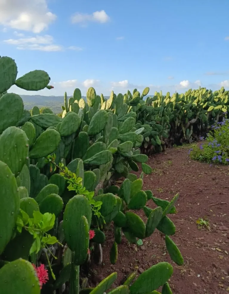 Prickly pear cactus garden along the trail